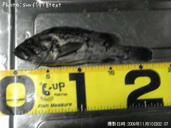 黒ソイ