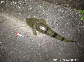 マゴチ