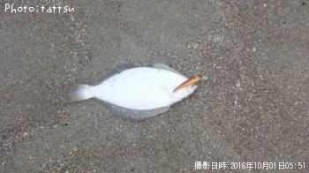 ソゲ