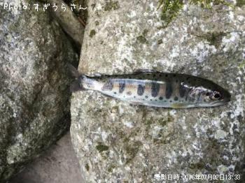ヤマメ