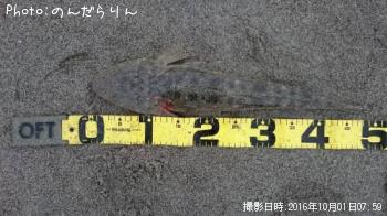 マゴチ