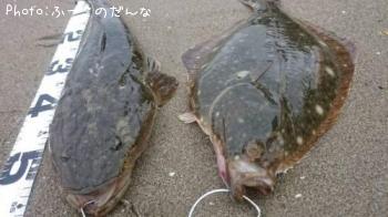 マゴチ　カレイ