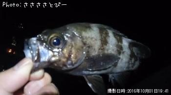 メバル