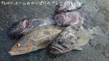 アイナメ達