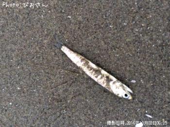 ヒラメ