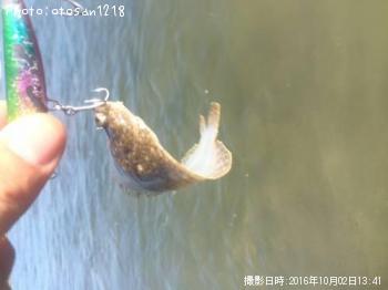 イシガレイ