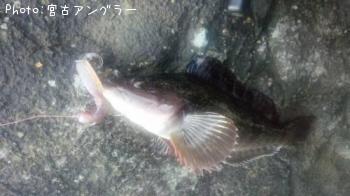 ʥ