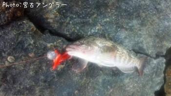 アイナメ