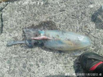 アオリ烏賊