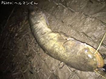 ナマズ