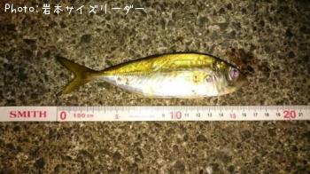 アジ