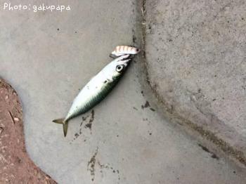 サバ