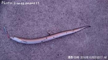 たぶんハモ？