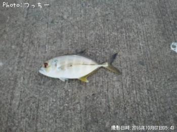 ギンガメアジ