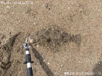 ヒラメ