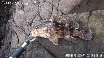 ベッコウソイ