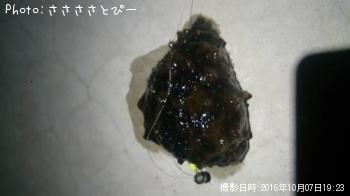 ᥸ʡХʥޥ