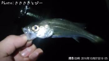 ᥸ʡХʥޥ