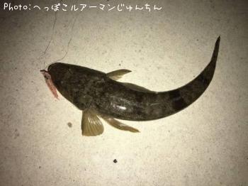 マゴチ