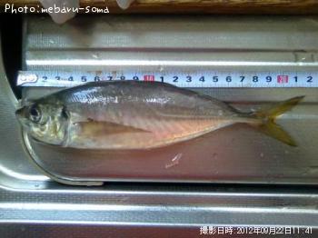 アジ