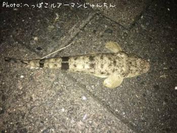 マゴチ