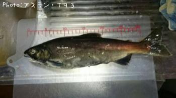 ヒメマス
