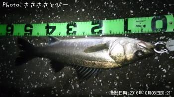 シーバス