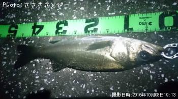 シーバス