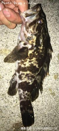 タケノコメバル
