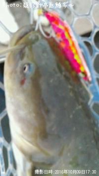 ナマズ