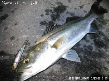 シーバス
