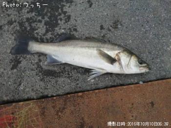 シーバス