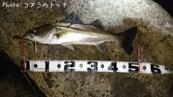 シーバス