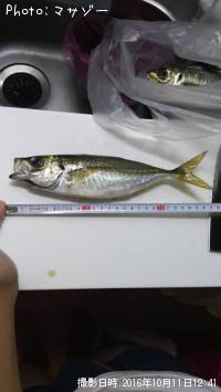 鯵