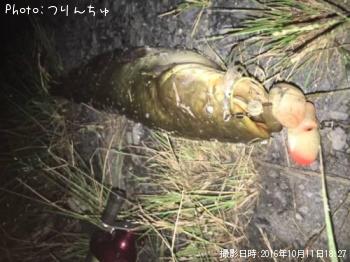 ナマズ