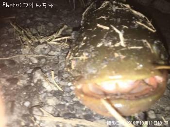 ナマズ