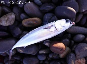 ソウダカツオ
