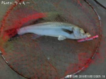 シーバス