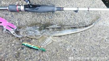 マゴチ