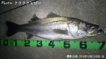 シーバス