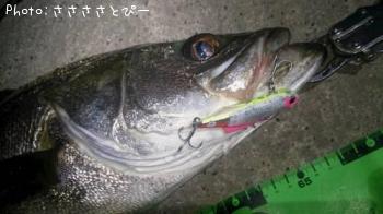 シーバス