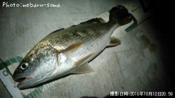 イシモチ