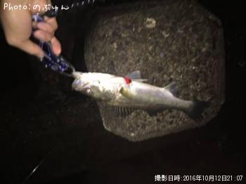 シーバス