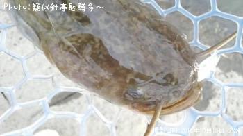 ナマズ