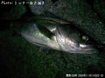 ޥ륹