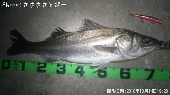 シーバス