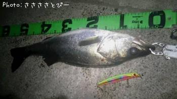 シーバス