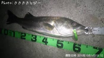 シーバス