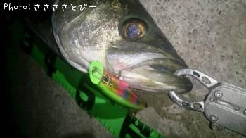シーバス