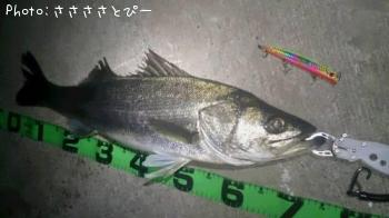 シーバス
